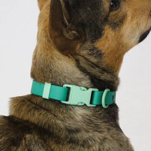 Two-Tone Dog Collar
