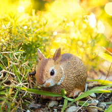 Load image into Gallery viewer, Eastern Cottontail Baby Rabbit