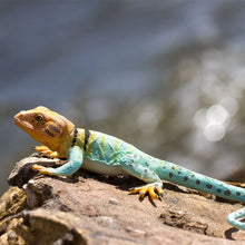 Load image into Gallery viewer, Collared Lizard