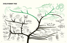 Load image into Gallery viewer, Reptiles and Amphibians of the Americas