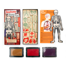 Load image into Gallery viewer, Anatomy Stamp Set