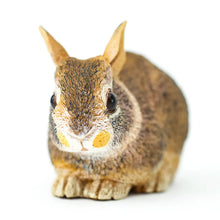 Load image into Gallery viewer, Eastern Cottontail Baby Rabbit