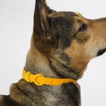 Load image into Gallery viewer, Two-Tone Dog Collar