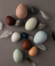 Load image into Gallery viewer, A Dozen Bird Eggs - TREEHOUSE kid and craft